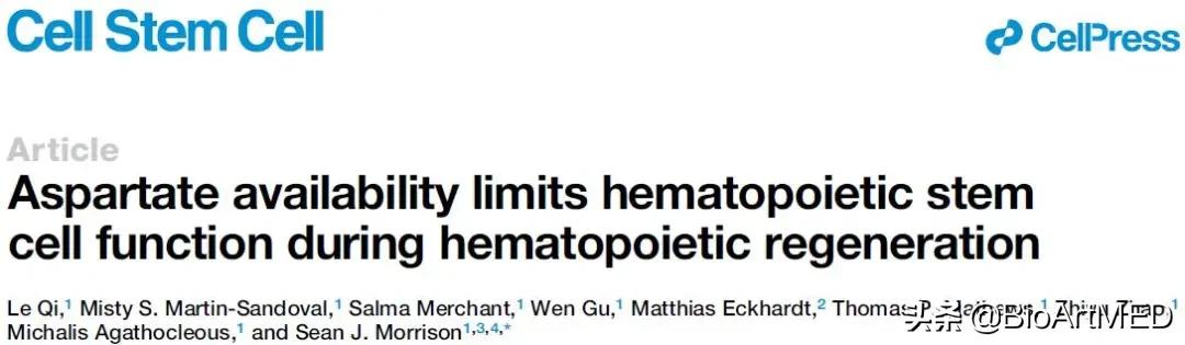 天冬氨酸，拨动造血干细胞“苏醒”的开关