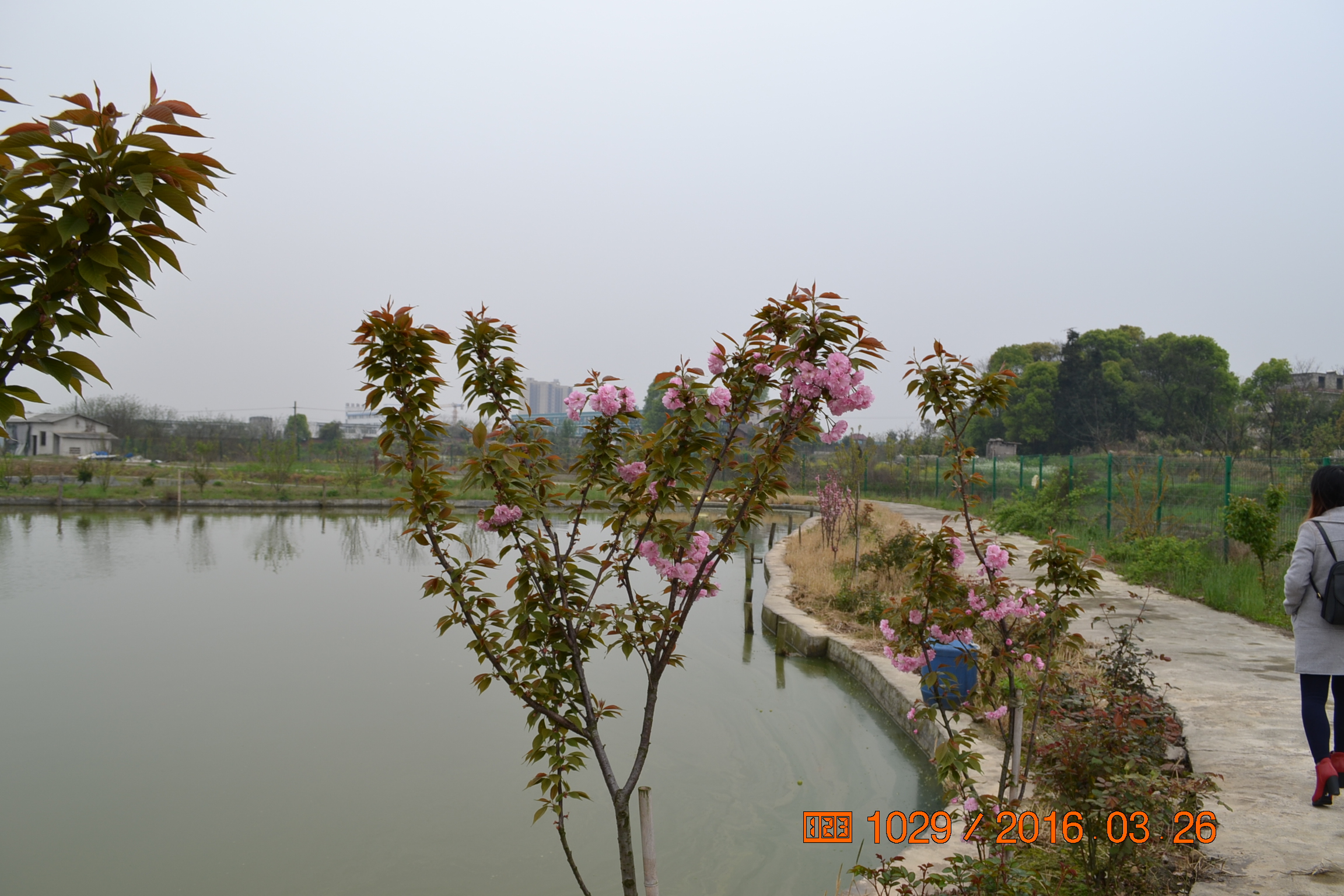 湖南最好的锦鲤养殖基地,湘潭锦鲤养殖