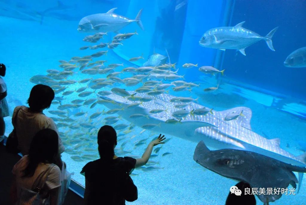 大阪ose期货国内可以交易吗,大阪osaksa食堂