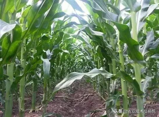 登海685先玉1466玉米品种怎么样,玉米高产种植技术和打药