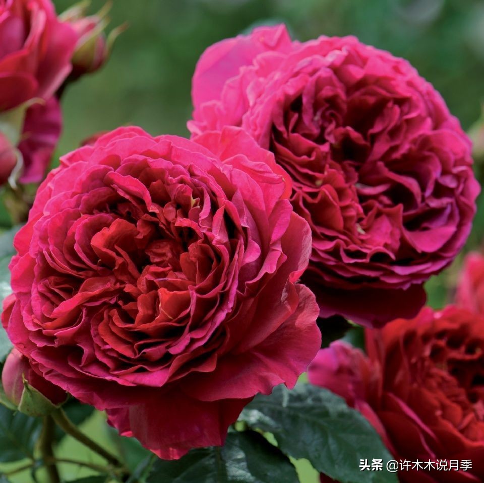 奥斯汀花型月季推荐,奥斯汀月季2020新品种
