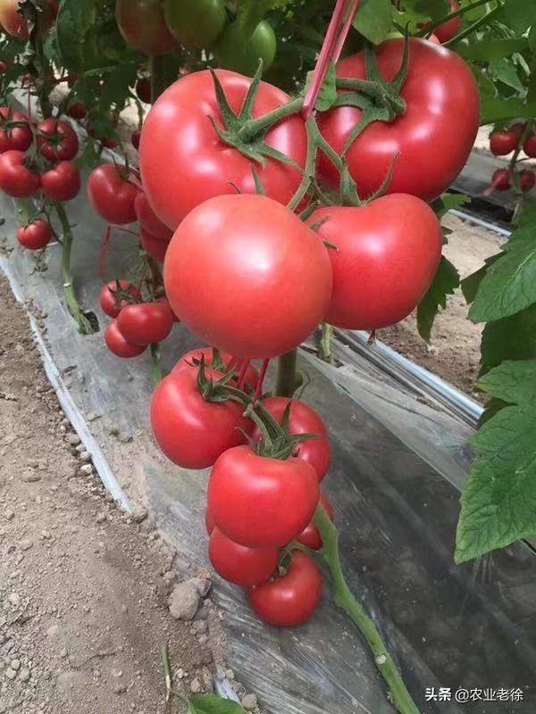 上海露天蔬菜种植时间表,青岛露天蔬菜种植时间表