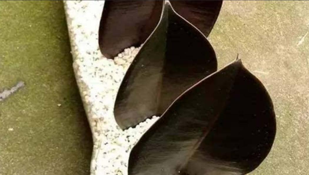 橡皮树枝条徒长怎么办,橡皮树修剪后就一个侧芽