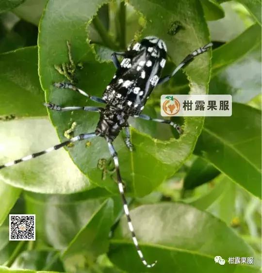 柑橘的常见病虫害和预防方法,柑橘新叶卷曲是什么虫害如何防治