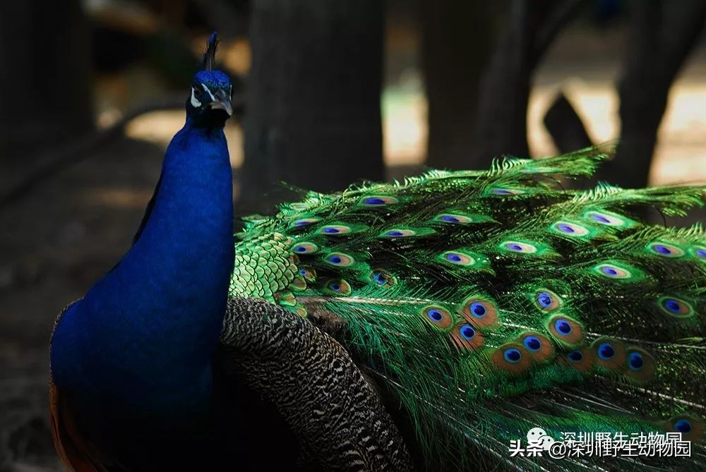 怎么飞才能飞得高,怎么飞才是最快的