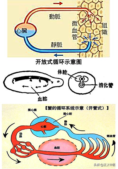 卫气和营血是怎么造成的,卫气营血分别代表什么