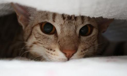 猫咪拉肚子病因及对策,引起猫咪呕吐拉稀的病有哪些