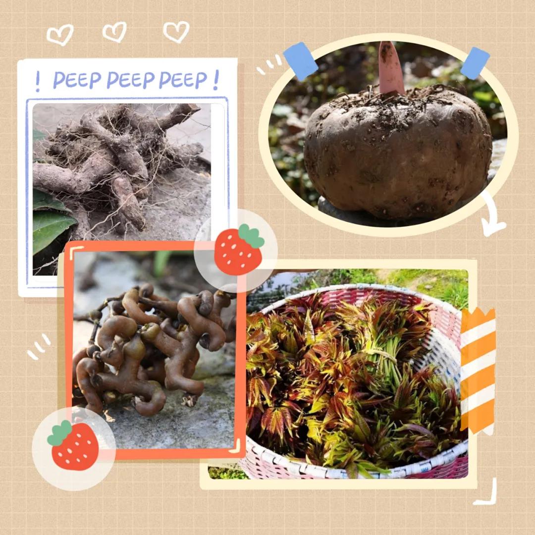 47岁大叔电商创业纪实,一个农村电商创业的故事