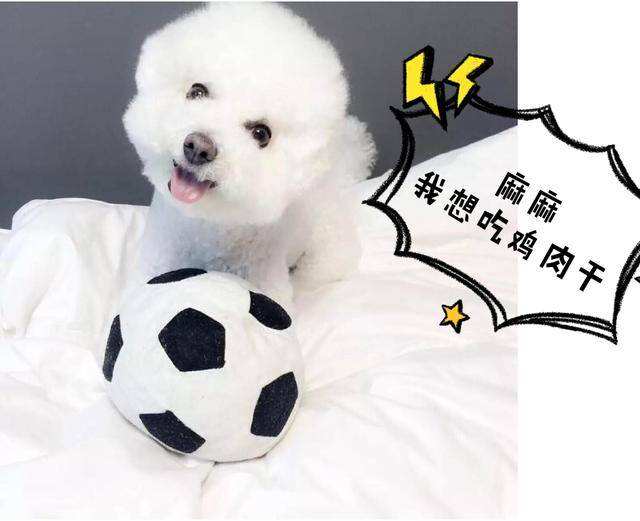 比熊最多能活几年,养两只比熊要注意哪些事项