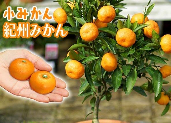 为什么日本人喜欢生吃东西,日本人为什么喜欢吃生肉