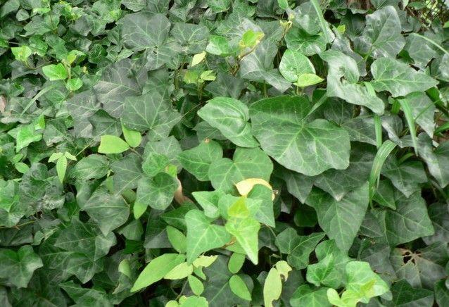 常春藤一年长多少厘米,常春藤多少天淋一次水