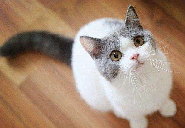 宠物中暑的症状及处理方法,避免宠物中暑的方法