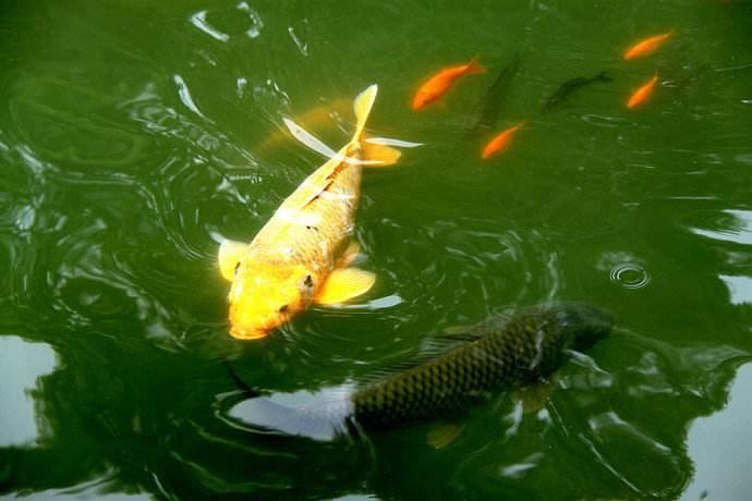 绿水养金鱼好还是清水养金鱼好,用什么水养金鱼最好