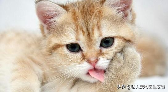 猫咪呕吐先别慌弄清原因是关键,猫咪呕吐的急救方法有哪些