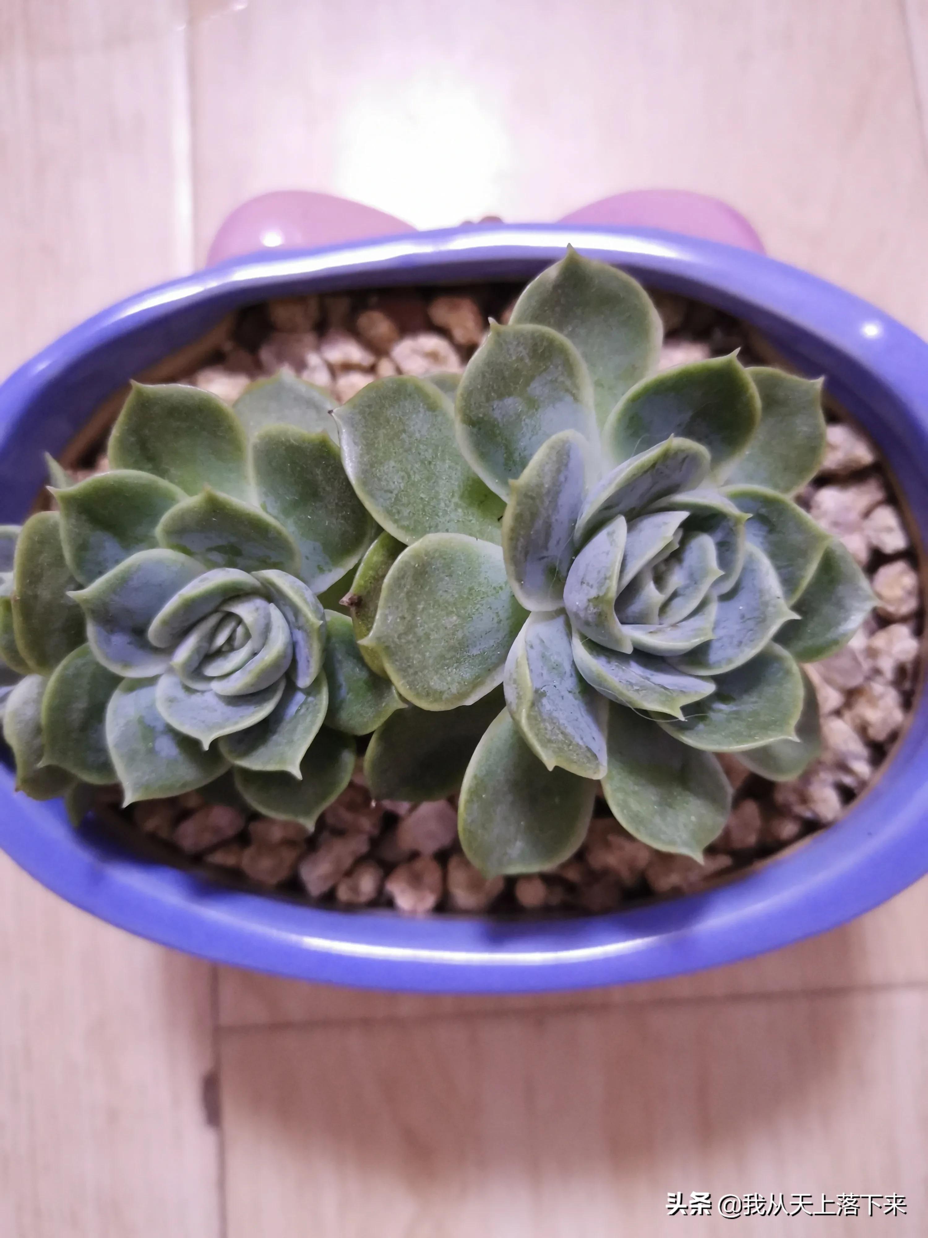 89种常见多肉植物品种图，实物拍摄，还不认识的小伙伴赶紧收藏好