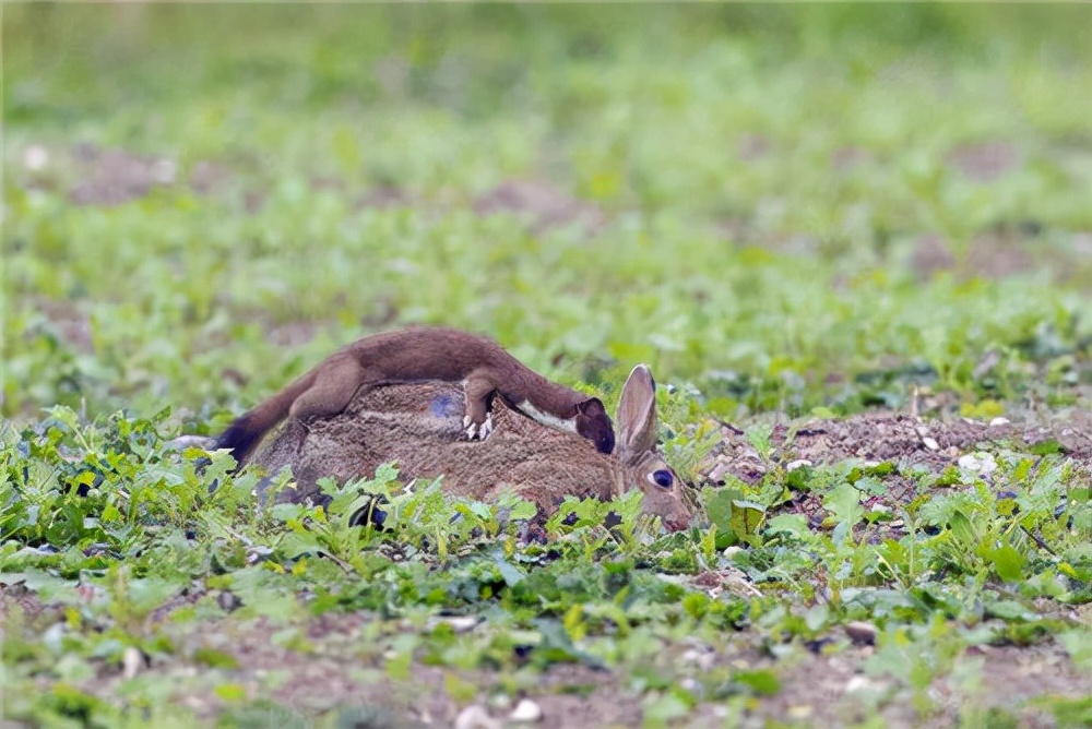 澳洲百亿野兔泛滥成灾，轰炸机都搞不定的它，中国吃货：留几只？