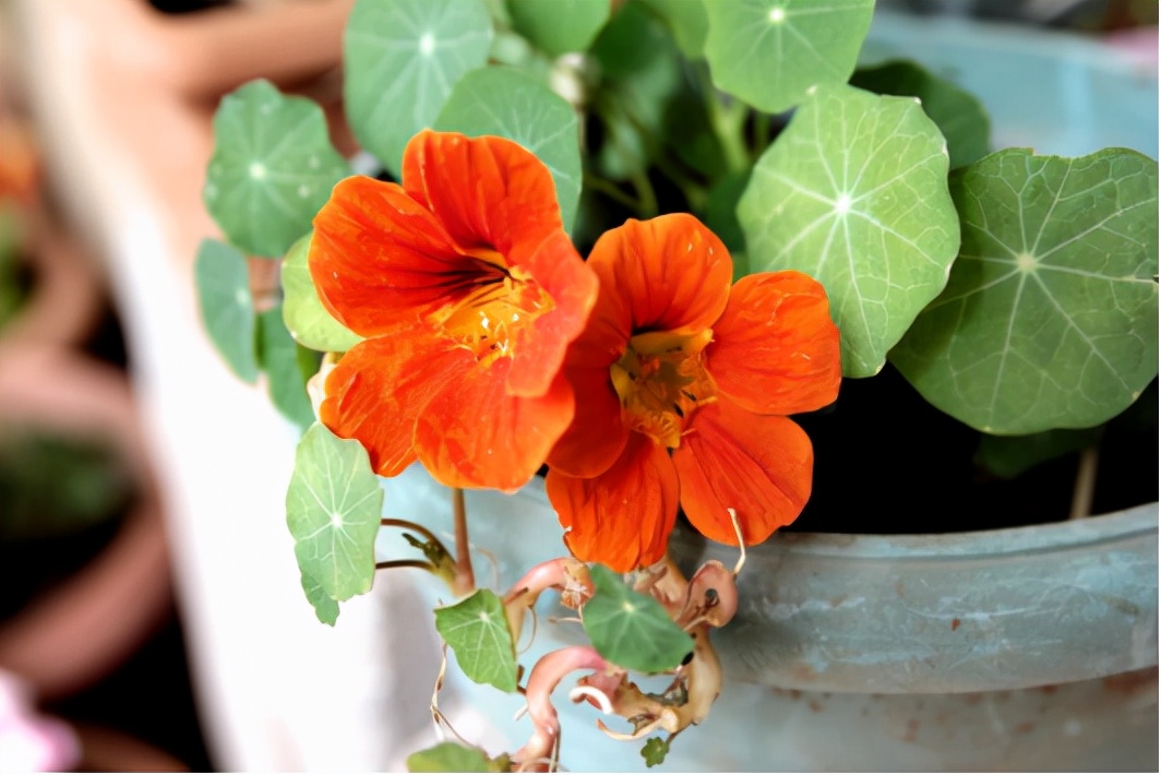 园林花卉学知识点,园林花卉学第三版知识点