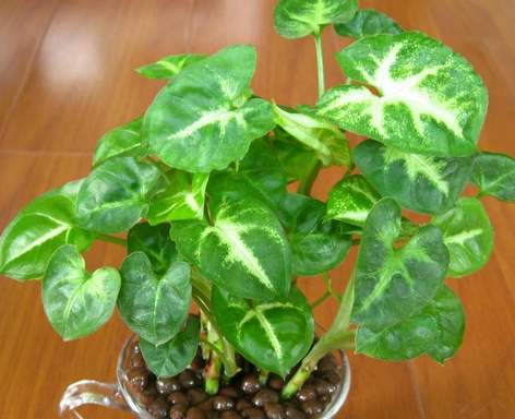 合果芋蔫了怎么办,合果芋干枯发黄