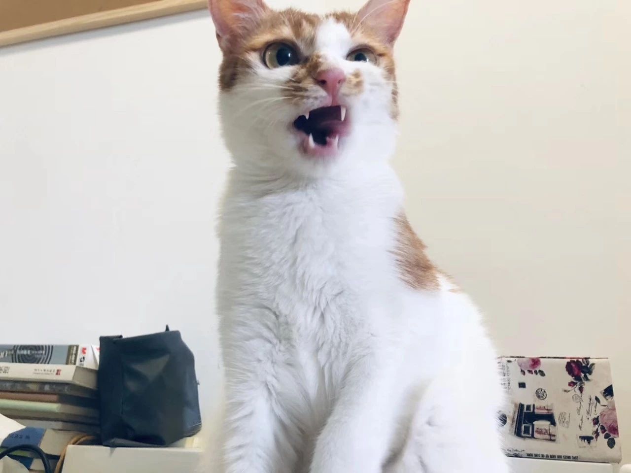 刚出生几天的小奶猫怎么养,刚养的小奶猫怎么养