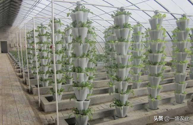 无土栽培蔬菜种植方法和技术,2022年南宁无土栽培蔬菜技术视频