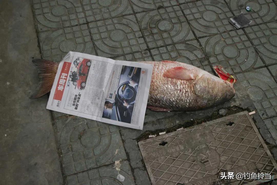 美国红鱼泛滥成灾,红鱼泛滥成灾