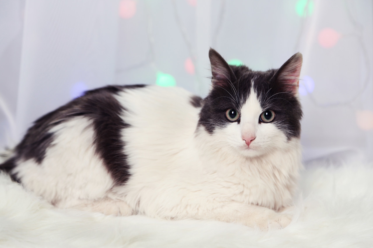 猫咪毛不光亮怎么回事,猫咪毛不好看