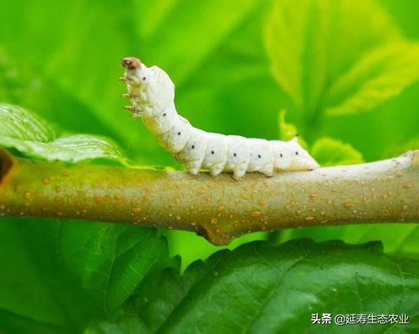 去脸上的斑斑点点怎么做,吃什么消除脸上斑斑点点