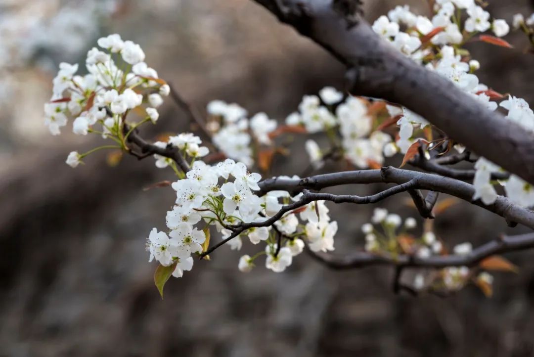 被央视打卡的梨花胜境，千亩白瓣状似雪花，济南莱芜区还有这些国家级景区不容错过！