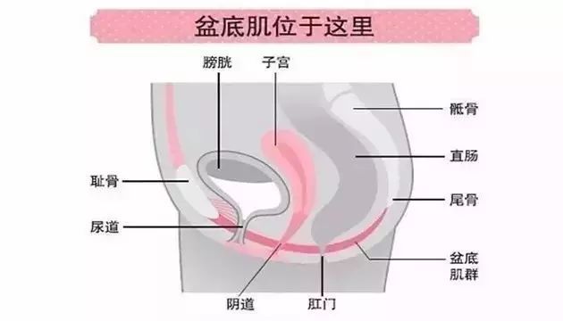 一个动作收紧盆底肌最好的方法,到底怎么样才能收紧盆底肌