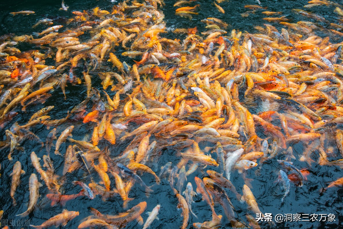 养鱼黄粉怎么用,养鱼的黄粉怎样使用