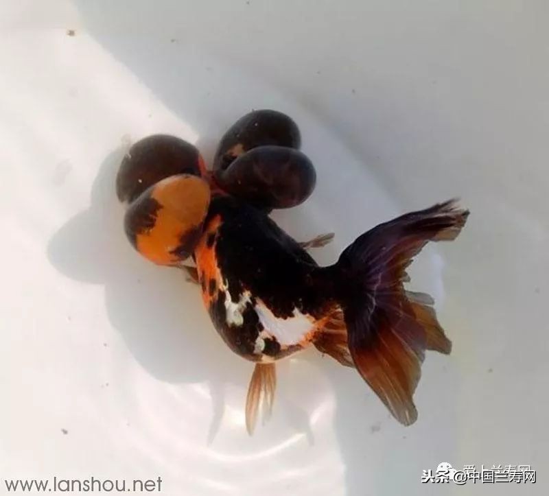 十大最稀有的金鱼品种,比较大的金鱼品种有哪些