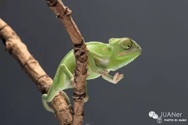 高冠变色龙饲养箱玻璃,高冠变色龙使用注意事项