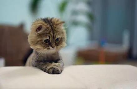 猫咪身上有跳蚤可以把毛剃了吗,用了体外驱虫药猫咪身上还有跳蚤