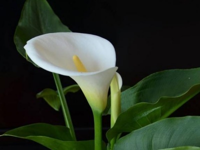 马蹄莲开完花还用重新种吗,马蹄莲花开完后怎么养