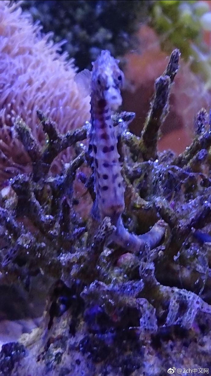 日本网民吐槽：我在热带鱼店里购买了海马，大家看看它怎么样