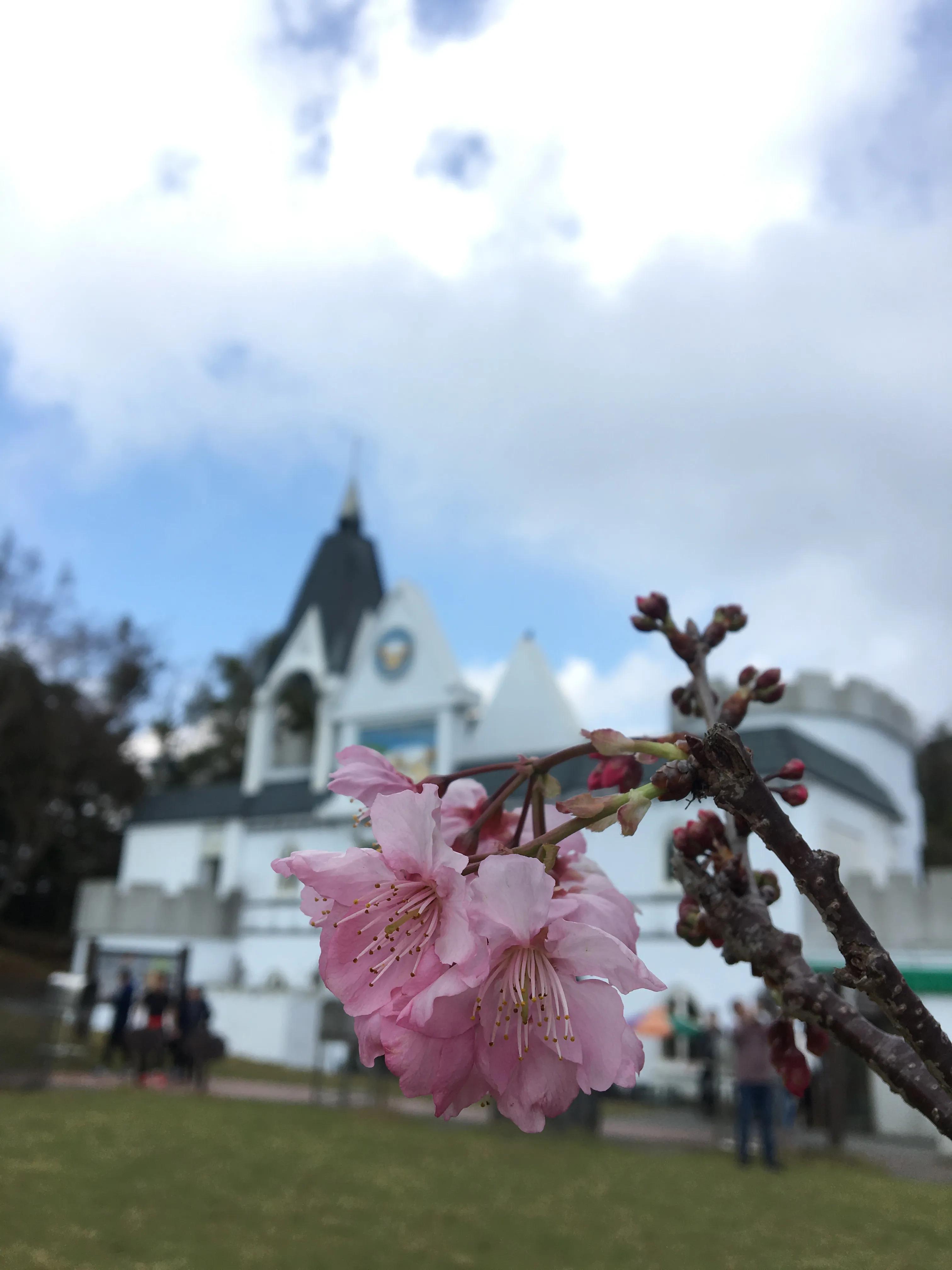 台湾篇之清境农场的樱花