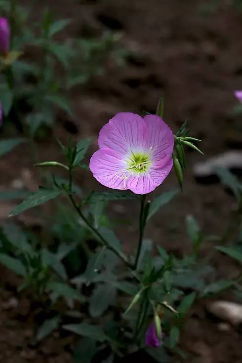 赏花时间表,赏花季节及图片