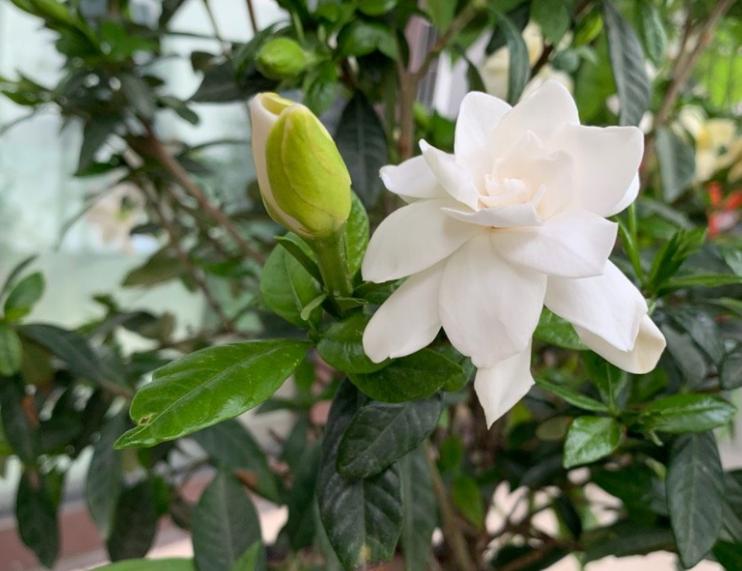 养栀子花如何改善黄叶,栀子花黄叶怎么养新手必看科普