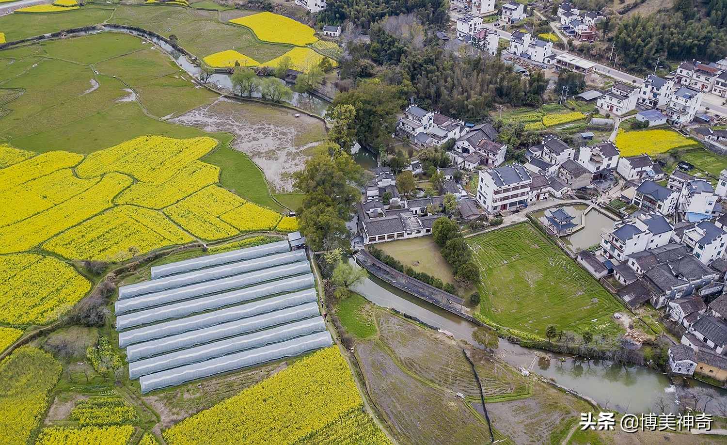 都知严田有棵救皇帝的樟王，却不明那七星伴月是何意，一图见真相