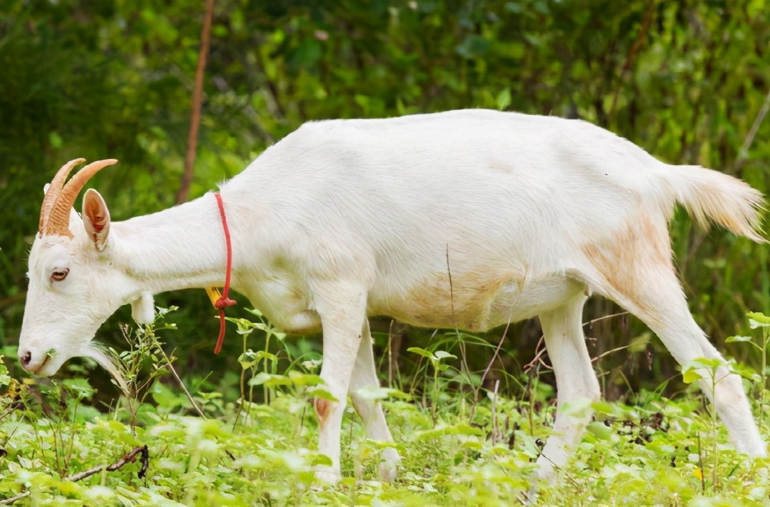 治沙对策和措施,治沙的最好办法