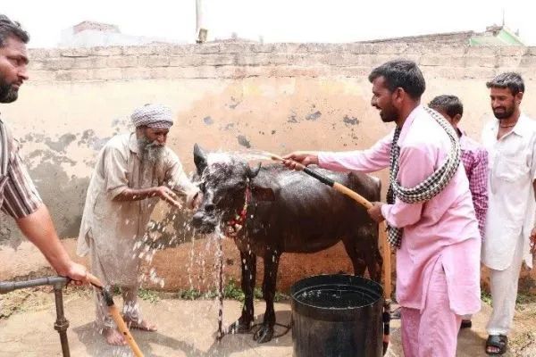 “印度牛人”帕萨纳：44岁富豪抛妻弃子，只为把心爱的母牛娶回家