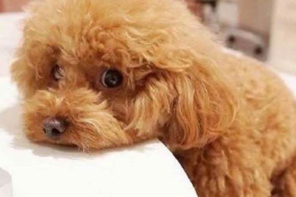 母泰迪比较乖的表现是什么,你家泰迪有这6个表现