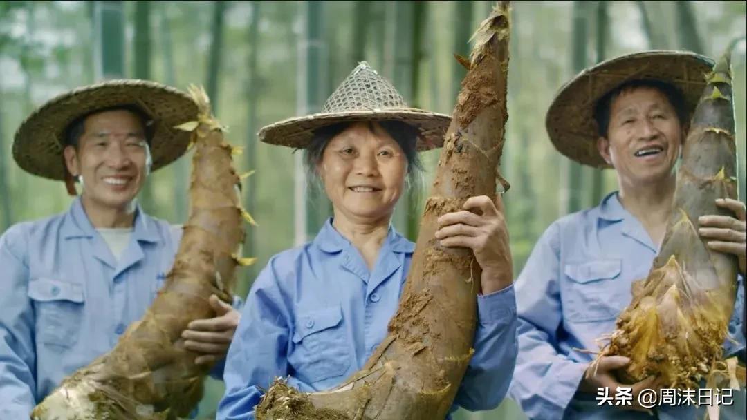 这个季节最好吃的竹笋,正宗武夷山冬笋