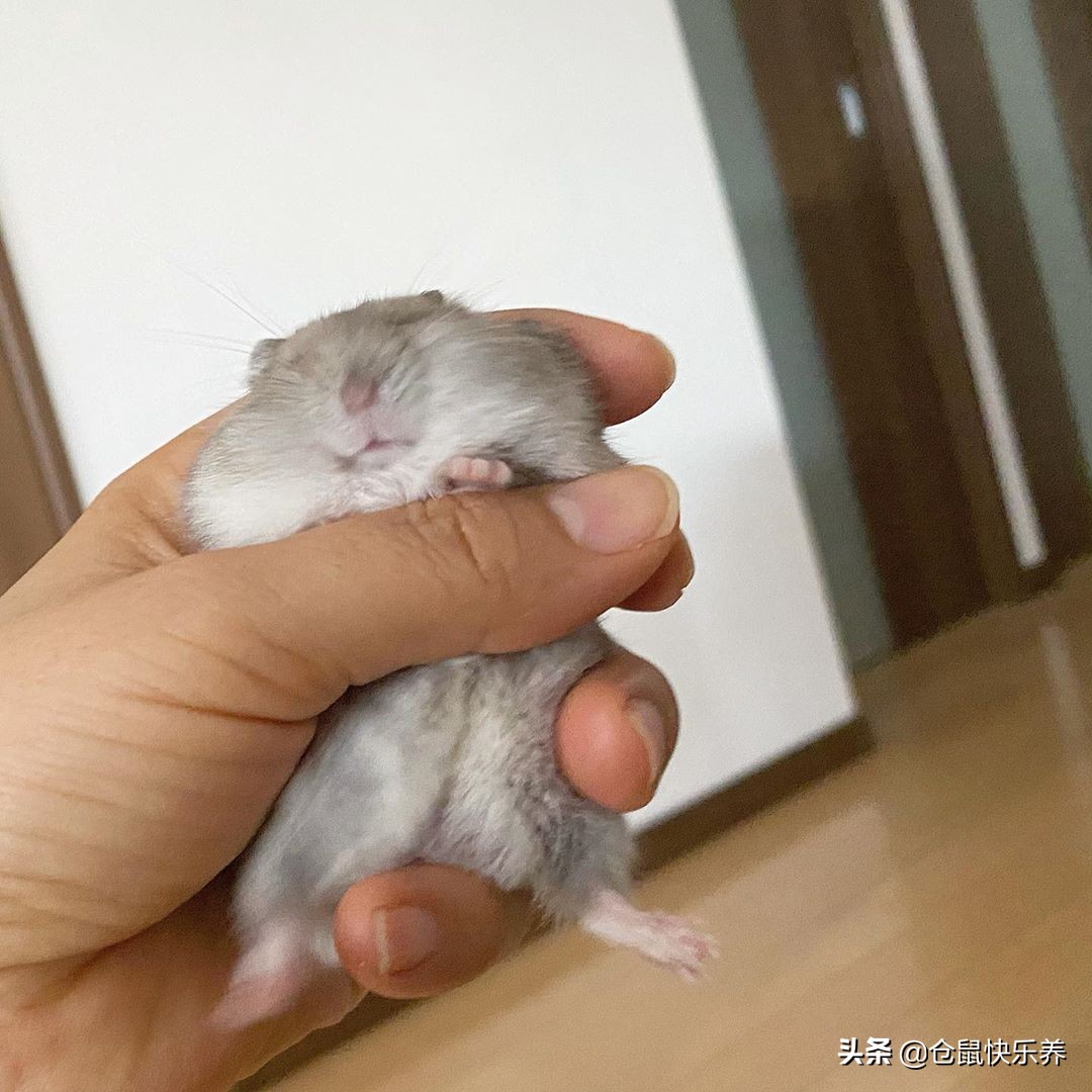 仓鼠趁主人不备钻进粮袋，被饲主发现后，鼠鼠就是不承认偷吃