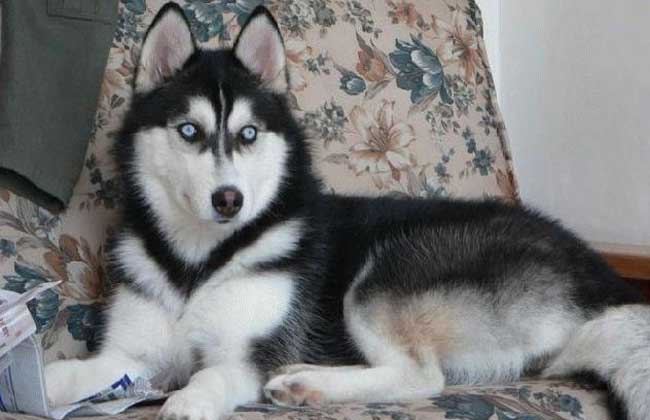 狗界什么狗好看,十种最不值得养的狗