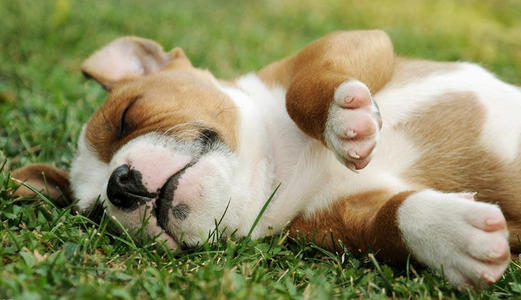 狗狗寄生虫拉肚子,驱虫药导致狗狗腹泻怎么办