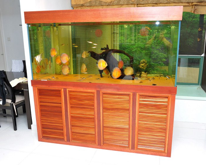 七彩神仙爱好者,野生七彩神仙开口