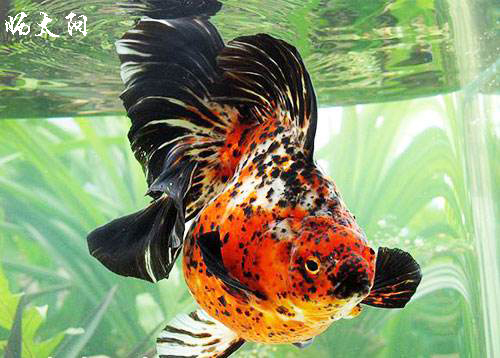 鎏金金鱼能和龙睛混养吗,金鱼需要怎么养