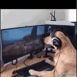 搞笑GIF：猫头鹰也是呆萌的动物，只能看不能养！