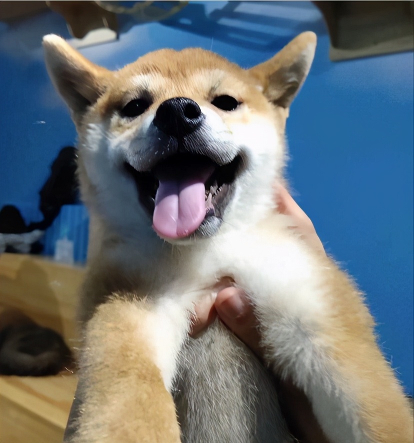 秦皇岛这只网红猫日常“巡逻”你见过吗？岛上还有这些撸猫好去处~